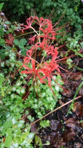 Spider lily.
